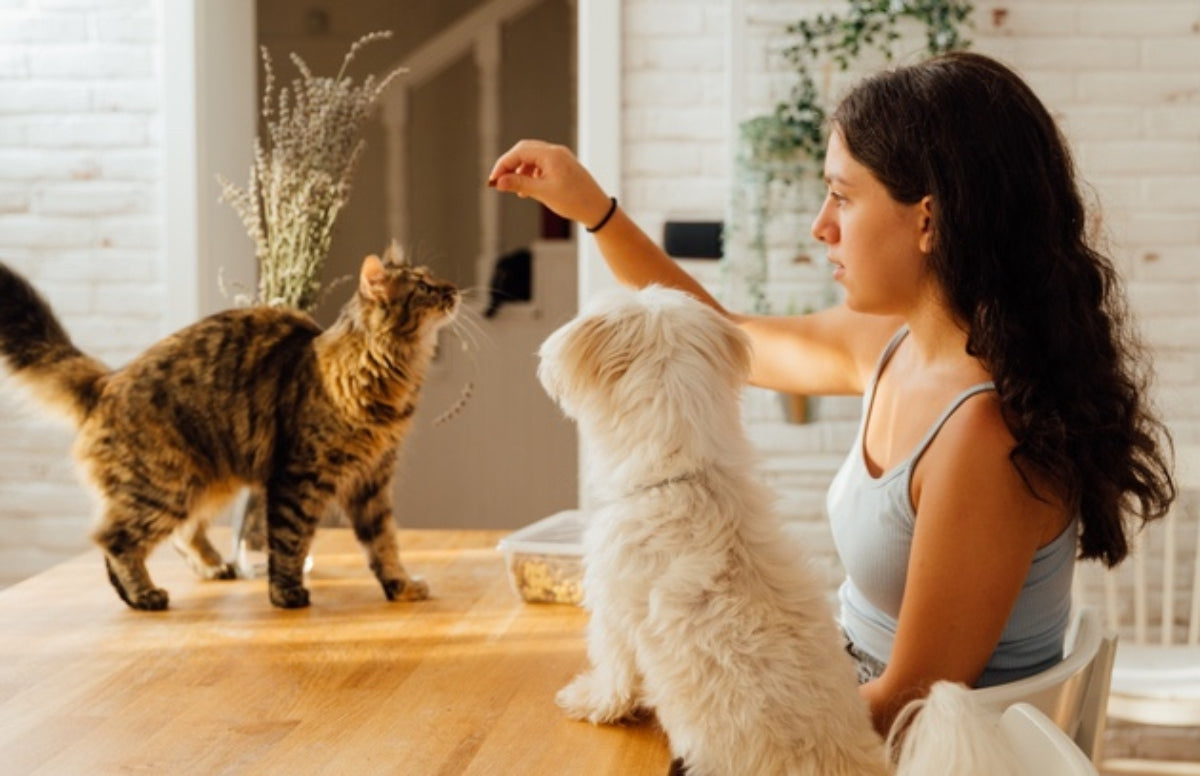 A importância e benefícios dos petiscos naturais para cachorros e gatos