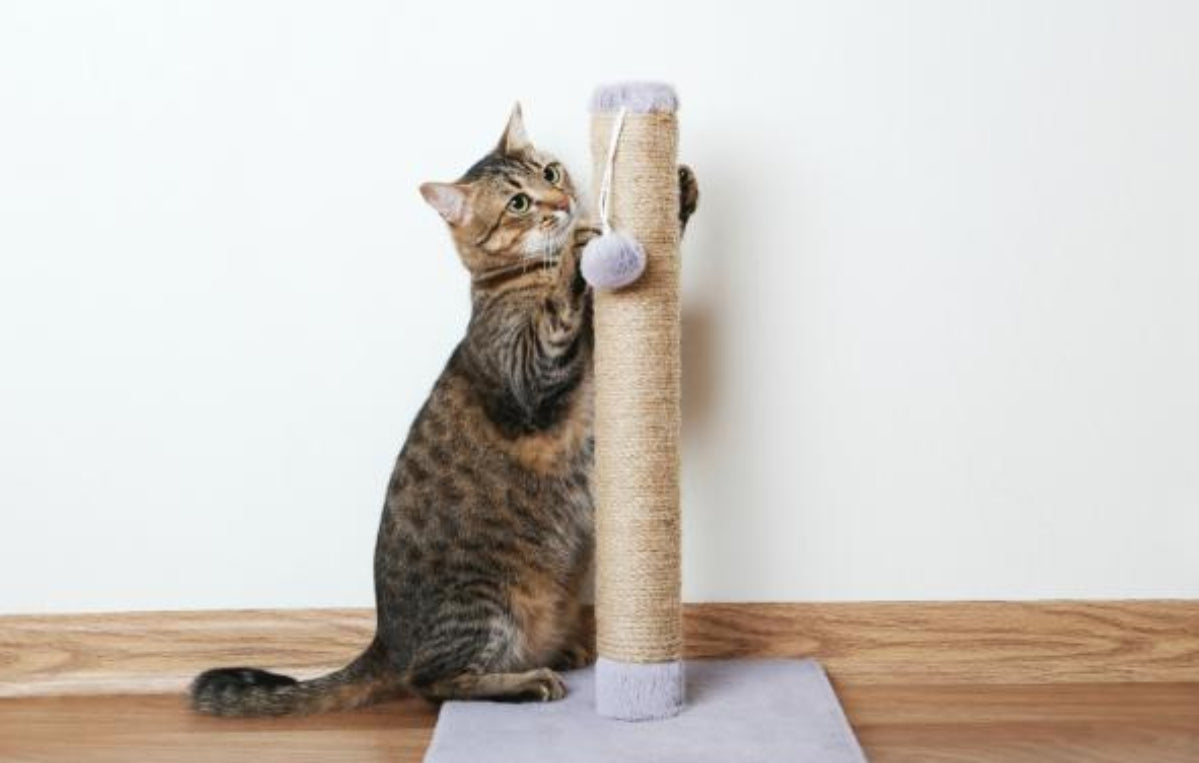 Dicas de como educar gatos a usarem o arranhador