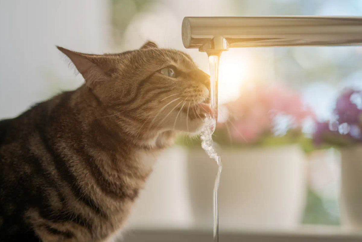 Hidratação: por que é tão importante para a saúde do seu pet? dicas para incentivar o consumo de água