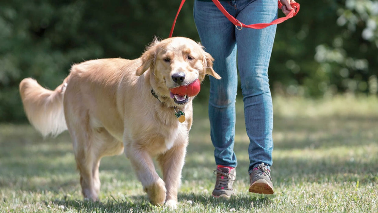 Kong vai muito além para seu Pet