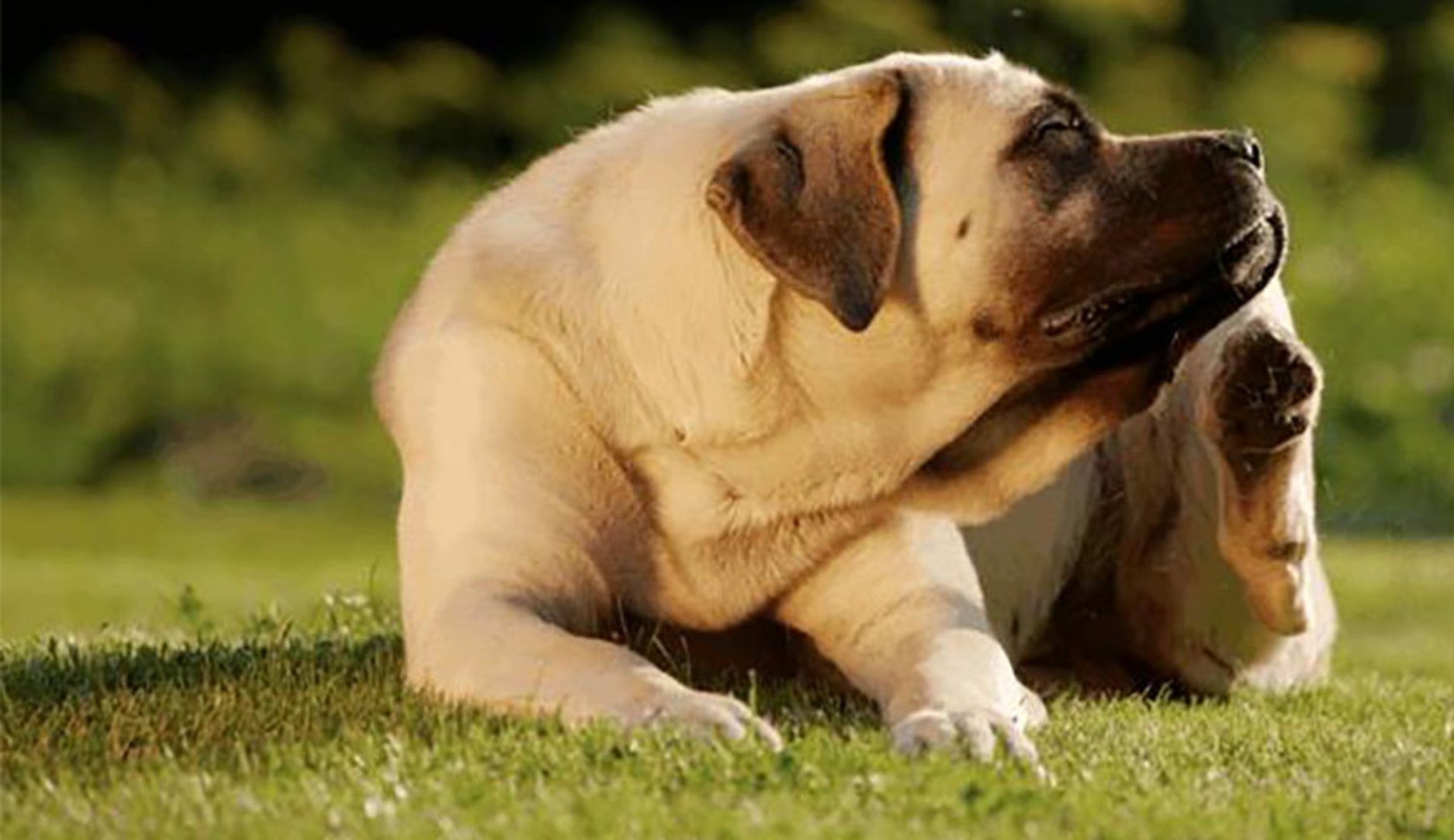 Operação inverno: combate a pulgas e carrapatos