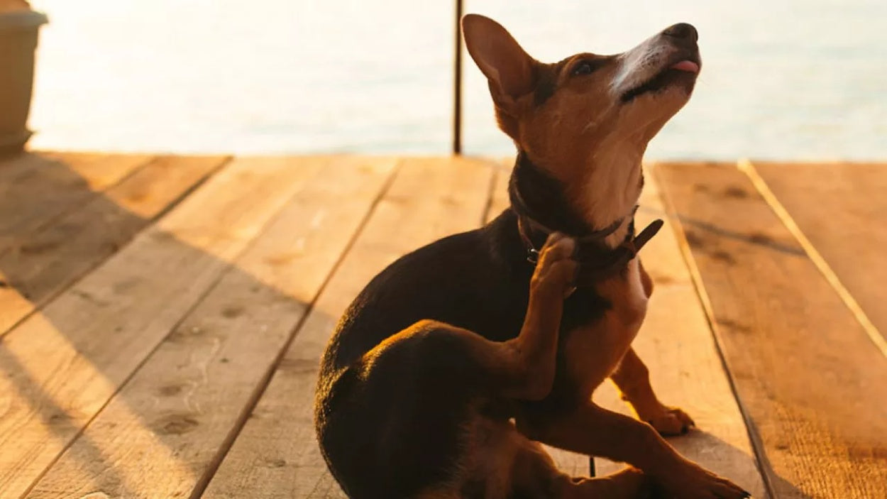 Pulgas e carrapatos em pets são mais comuns no verão