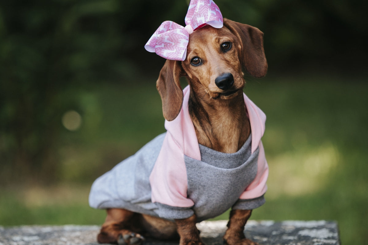 Roupas para pets: moda ou necessidade? quando vestir seu animal faz sentido