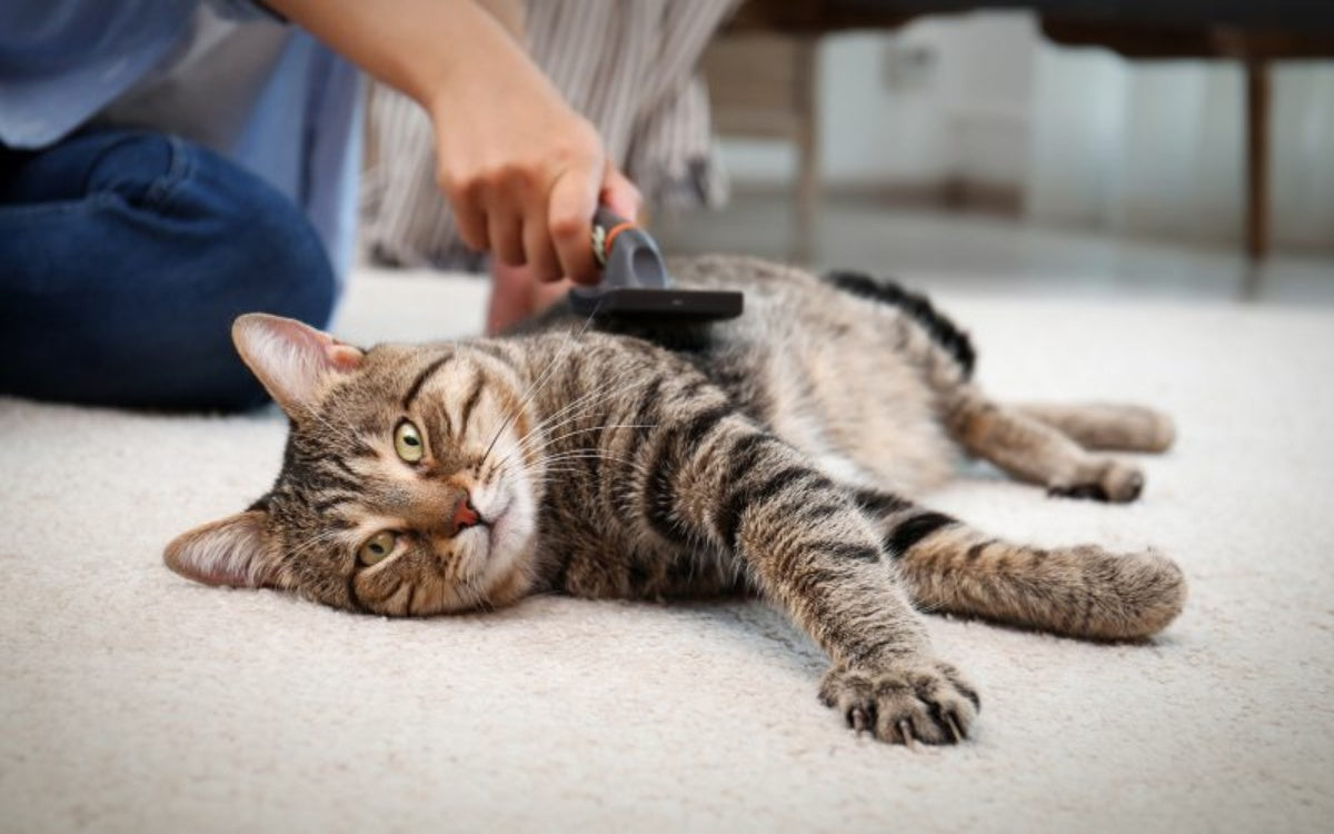 Como escovar seu gato e por quê?