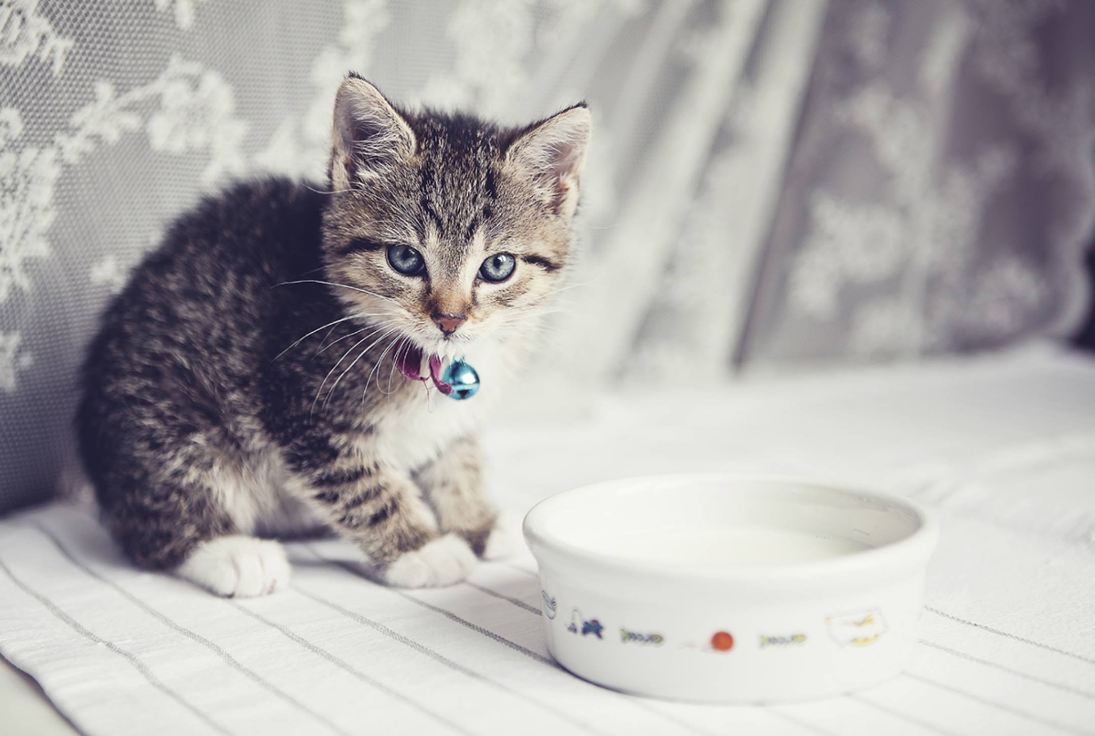 Pode dar leite para gato filhote?