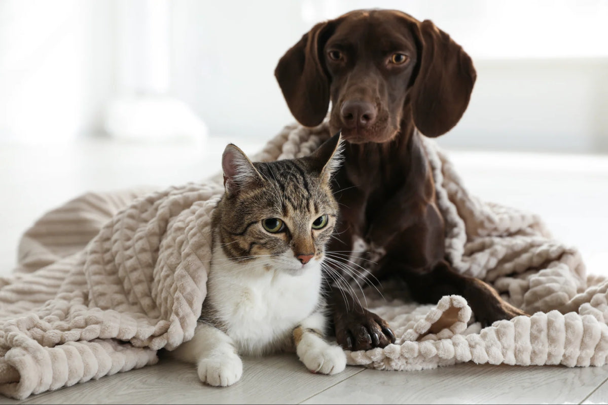 Como proteger cachorros e gatos nos dias de frio intenso: um guia completo para manter seu pet aquecido e saudável