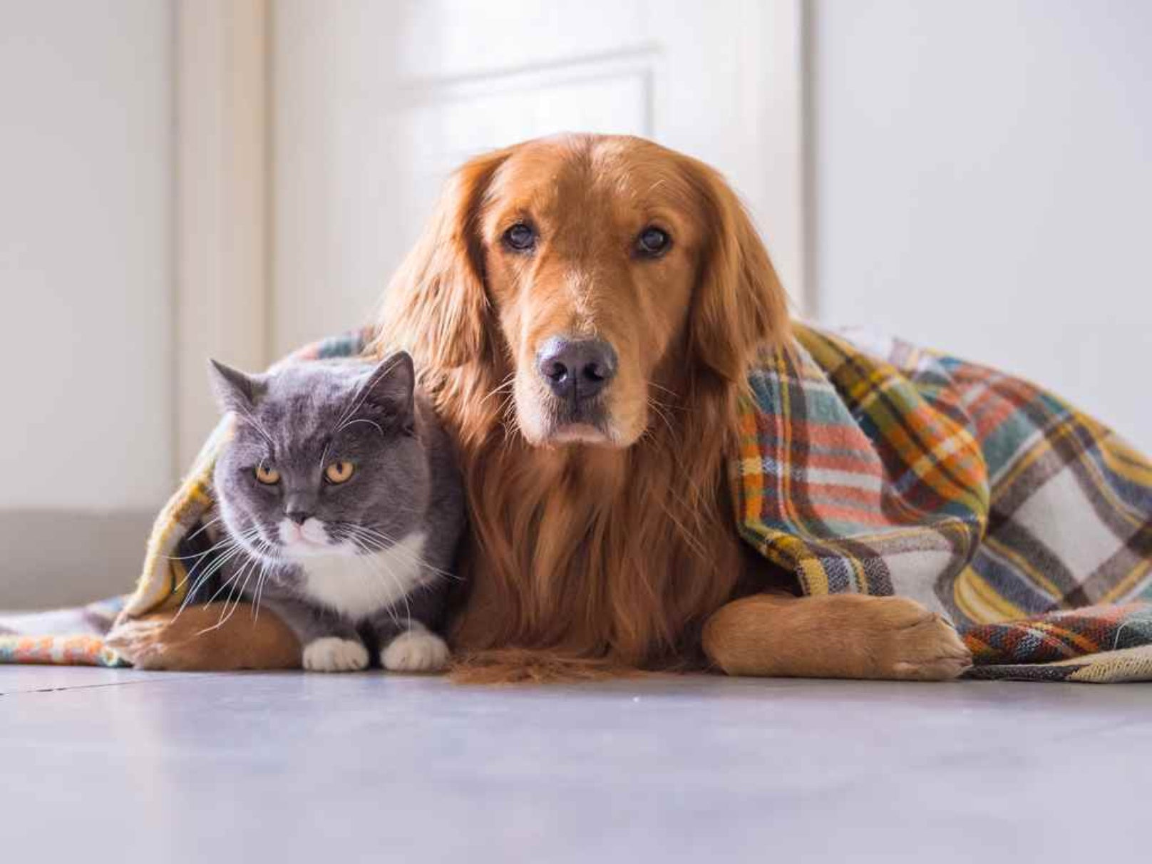 Cuidados com os pets durante o inverno