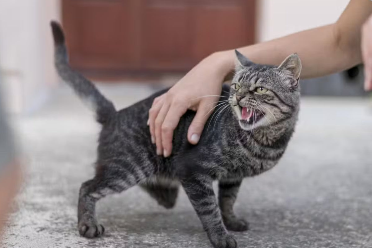 Entendendo a linguagem corporal dos cachorros e gatos: como interpretar sinais de rabo, orelhas, ronronado e postura