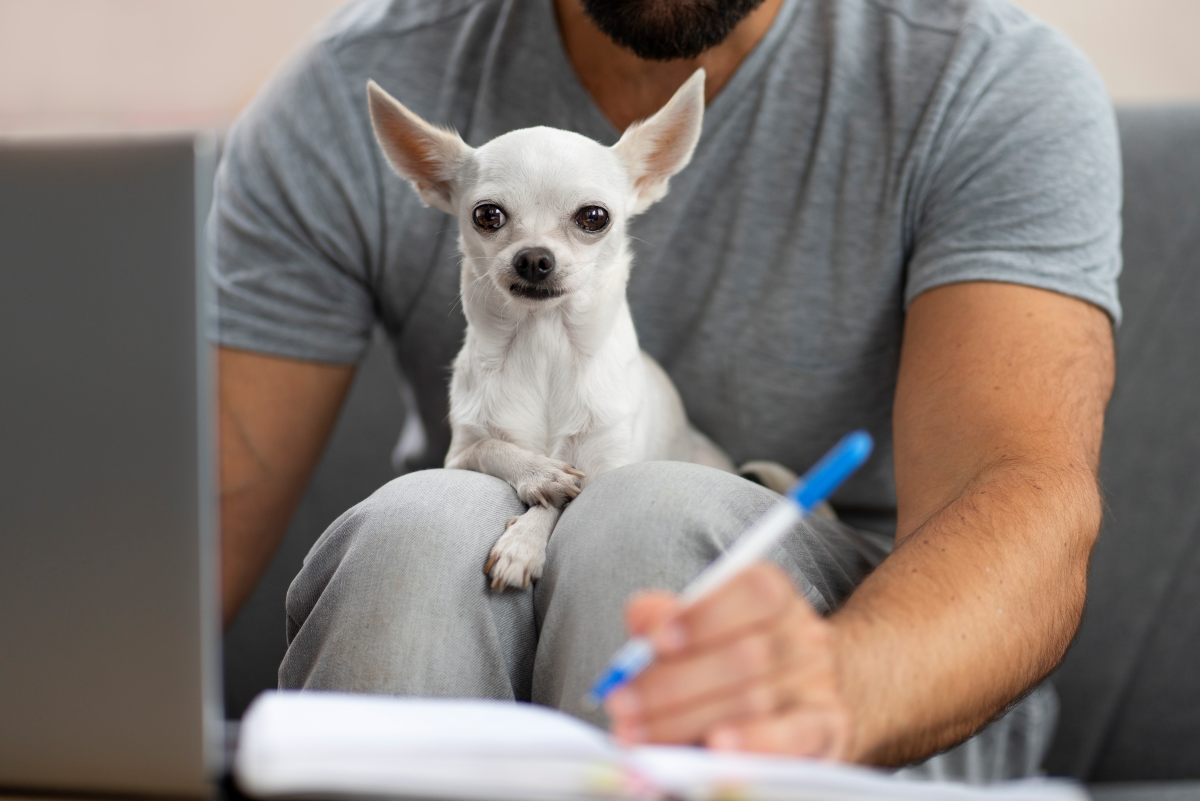 Guia de produtos essenciais para novos tutores: itens indispensáveis para quem está começando