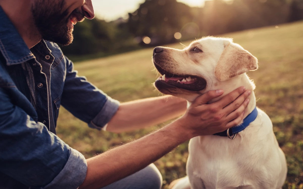 Vacina oral contra a gripe para cachorros