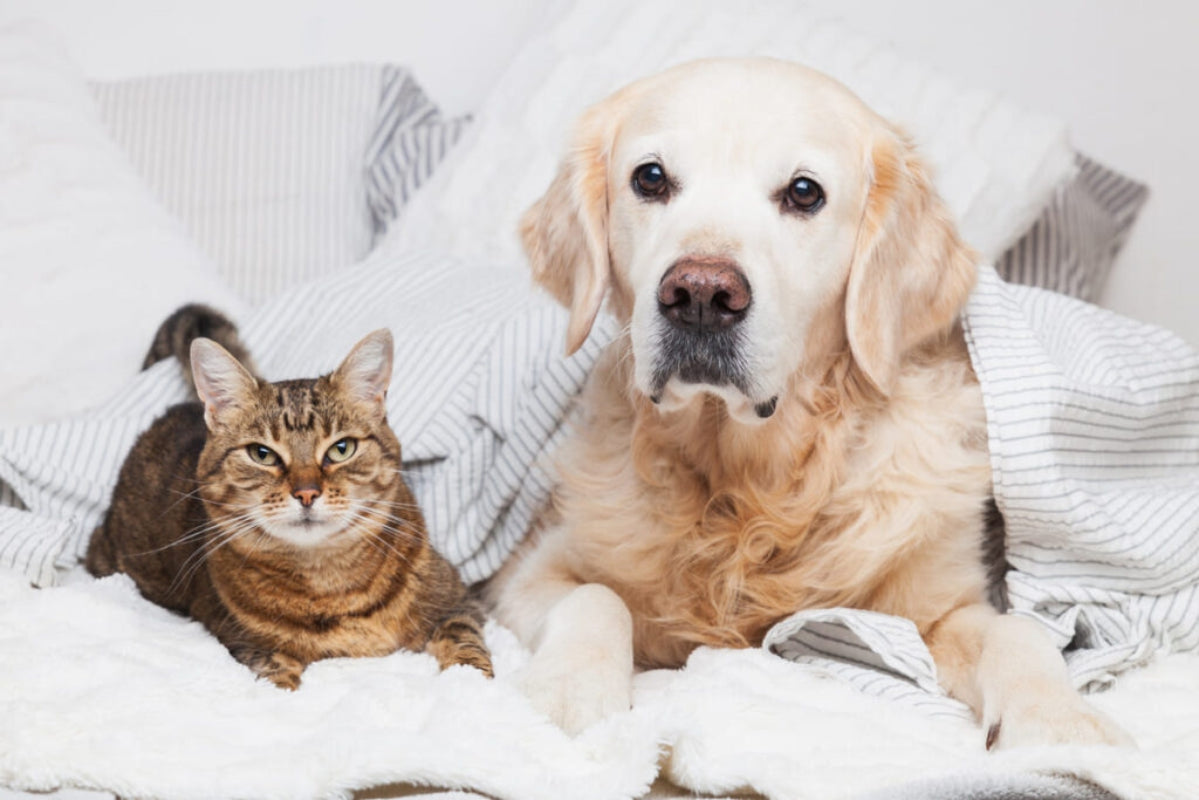 Suplementos para pets: quando são necessários? benefícios de vitaminas e suplementos específicos