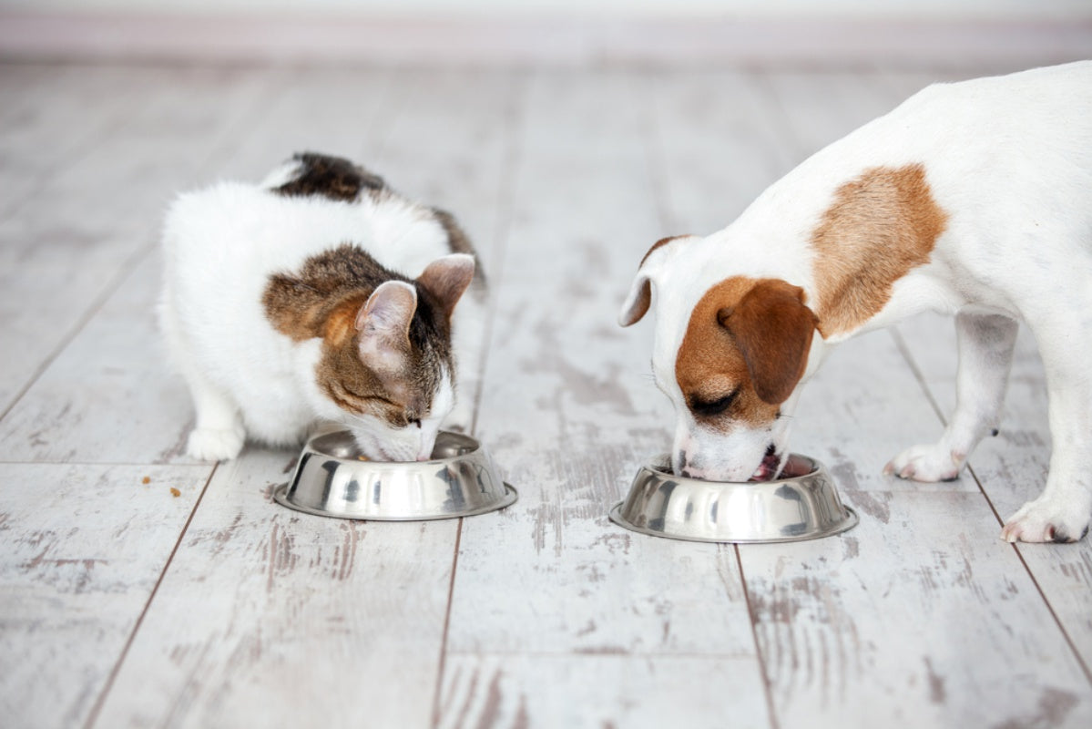 Guia completo: transição de alimentação de filhote para adulto - cachorros e gatos