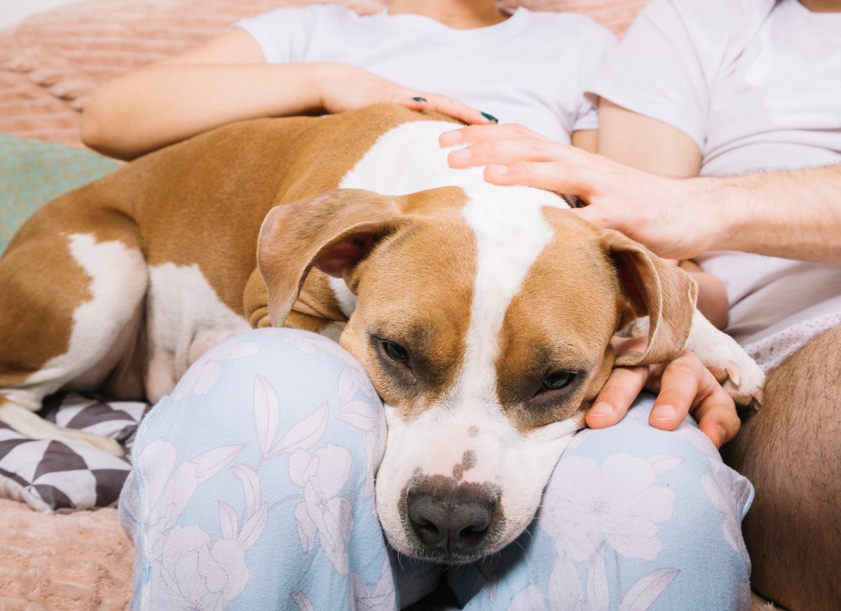 Dicas para quarentena em casa com seu pet