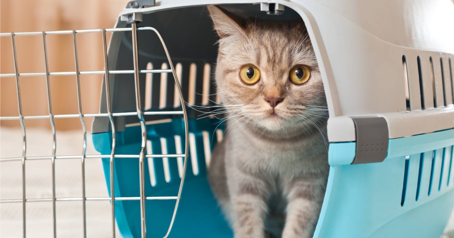 Como acostumar o gato na caixa de transporte