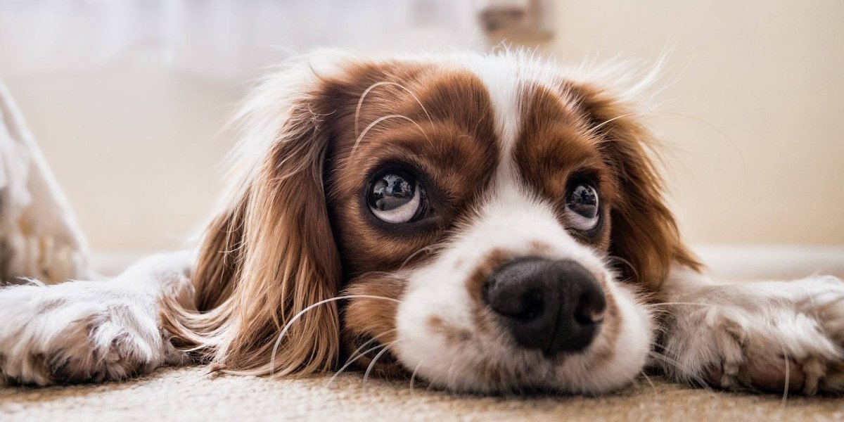 Condomínios não podem mais proibir animais de estimação