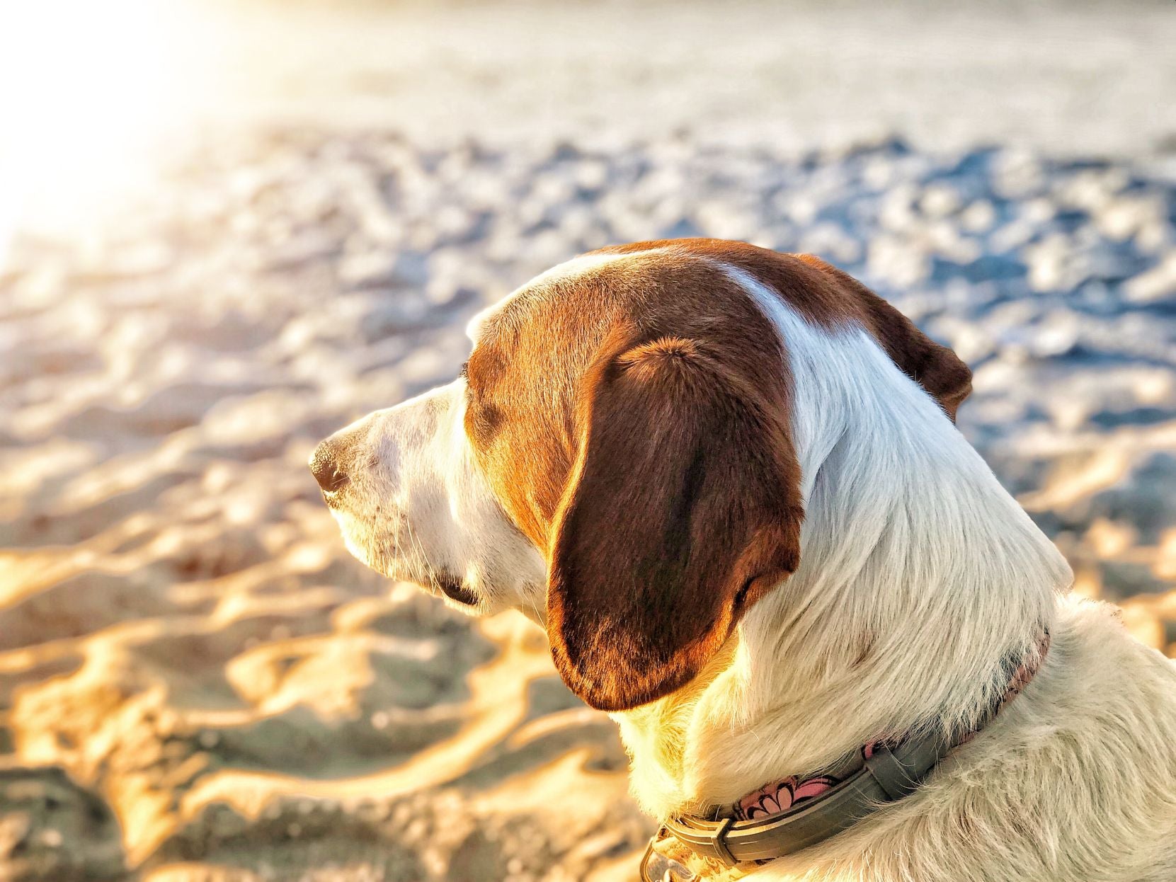 Cuidados com os pets no verão