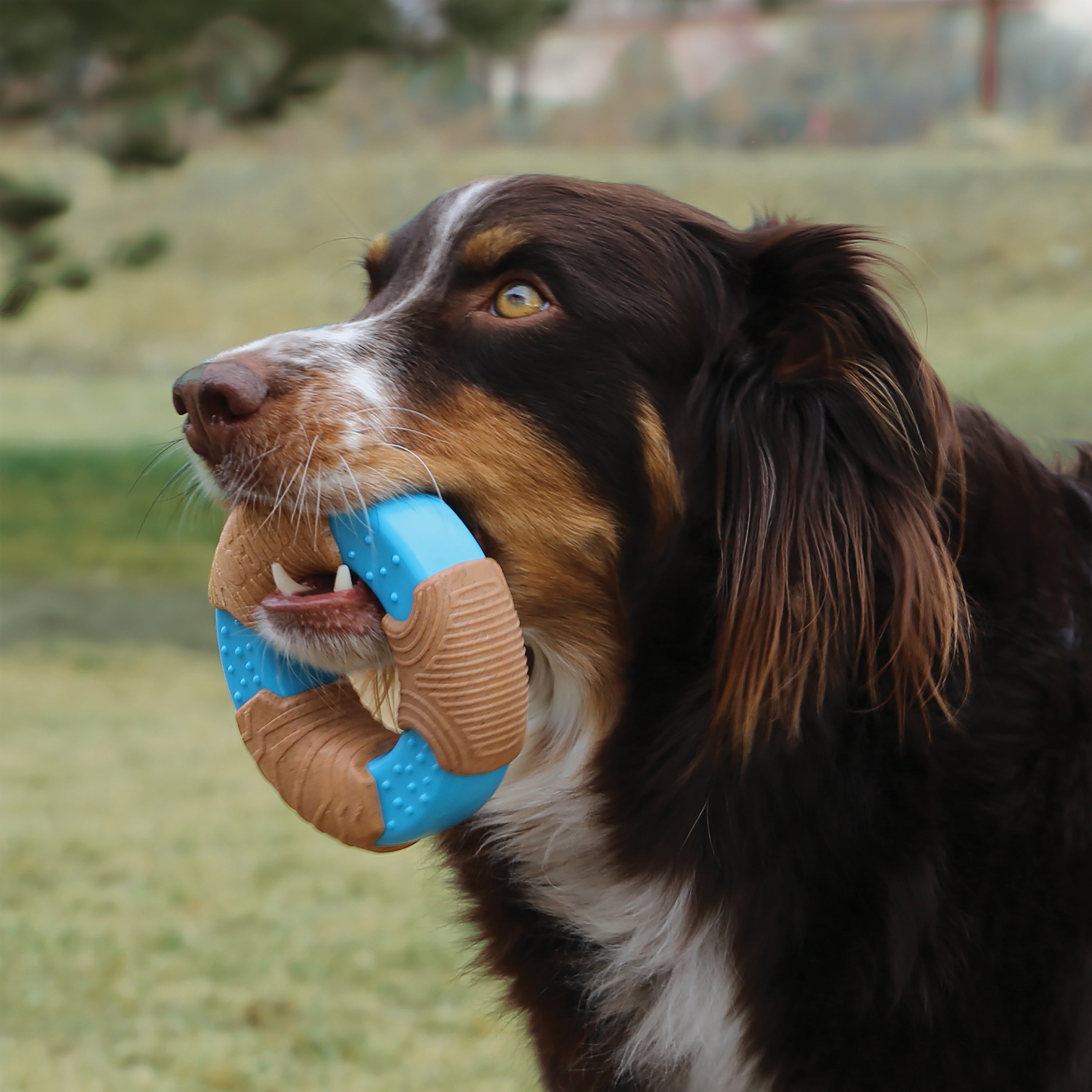 Brinquedo para Cachorro KONG Anel de Bambu Corestrength Pequeno