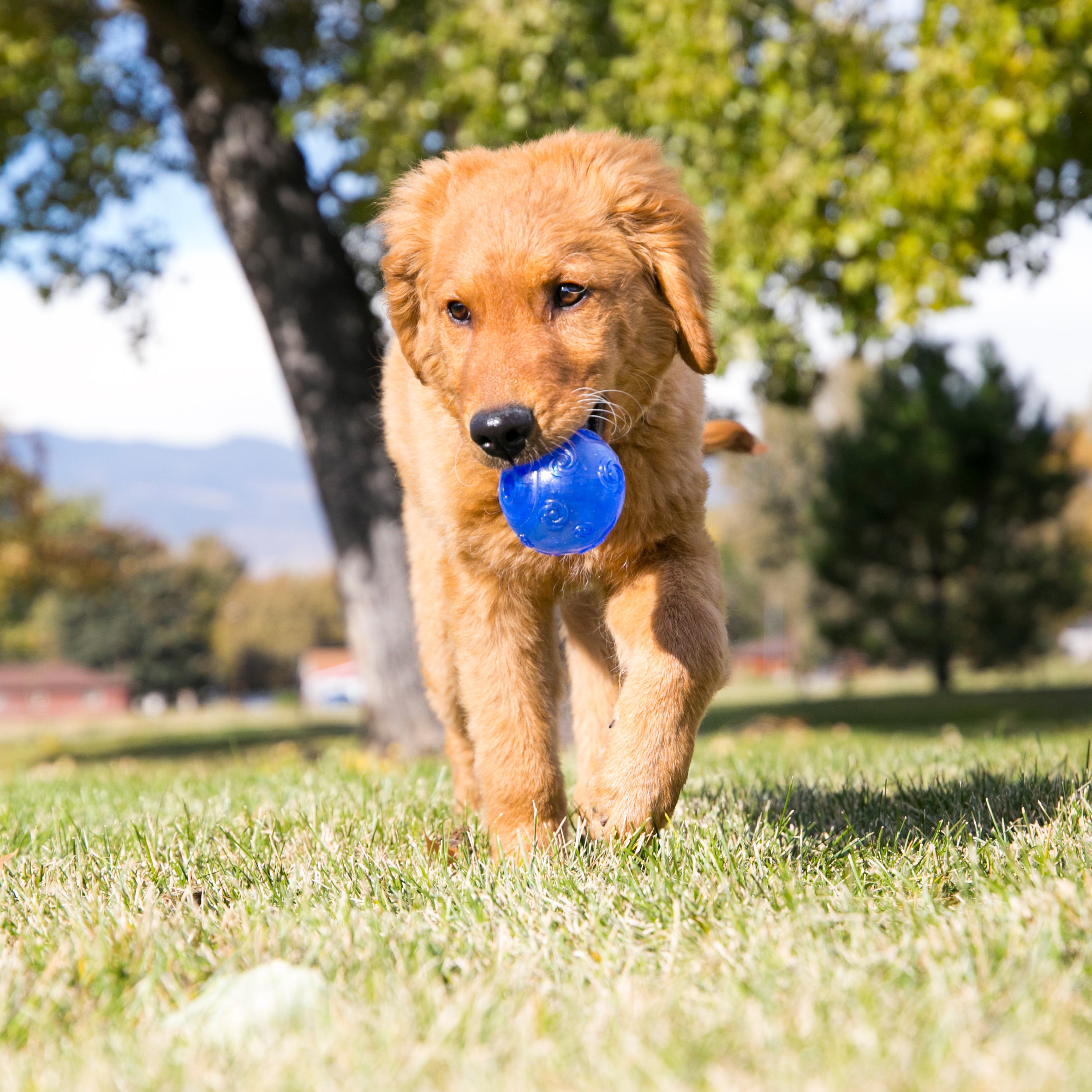 Brinquedo para Cachorro Kong Squezz Crackle Ball Medium