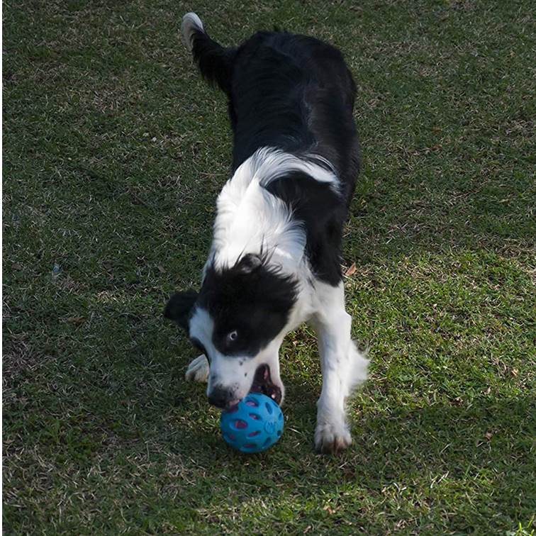 Brinquedo para Cachorro JW Crackle Ball Azul Grande