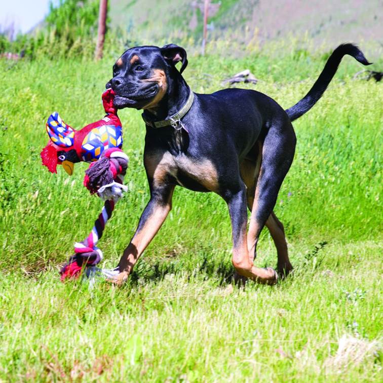 Brinquedo para Cachorro KONG Clingerz Cardinal Médio/Grande