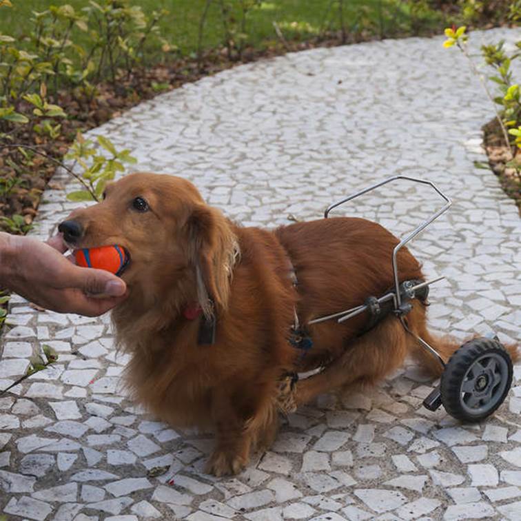 Brinquedo para Cachorro Chuckit Bola Ultra Ball GG