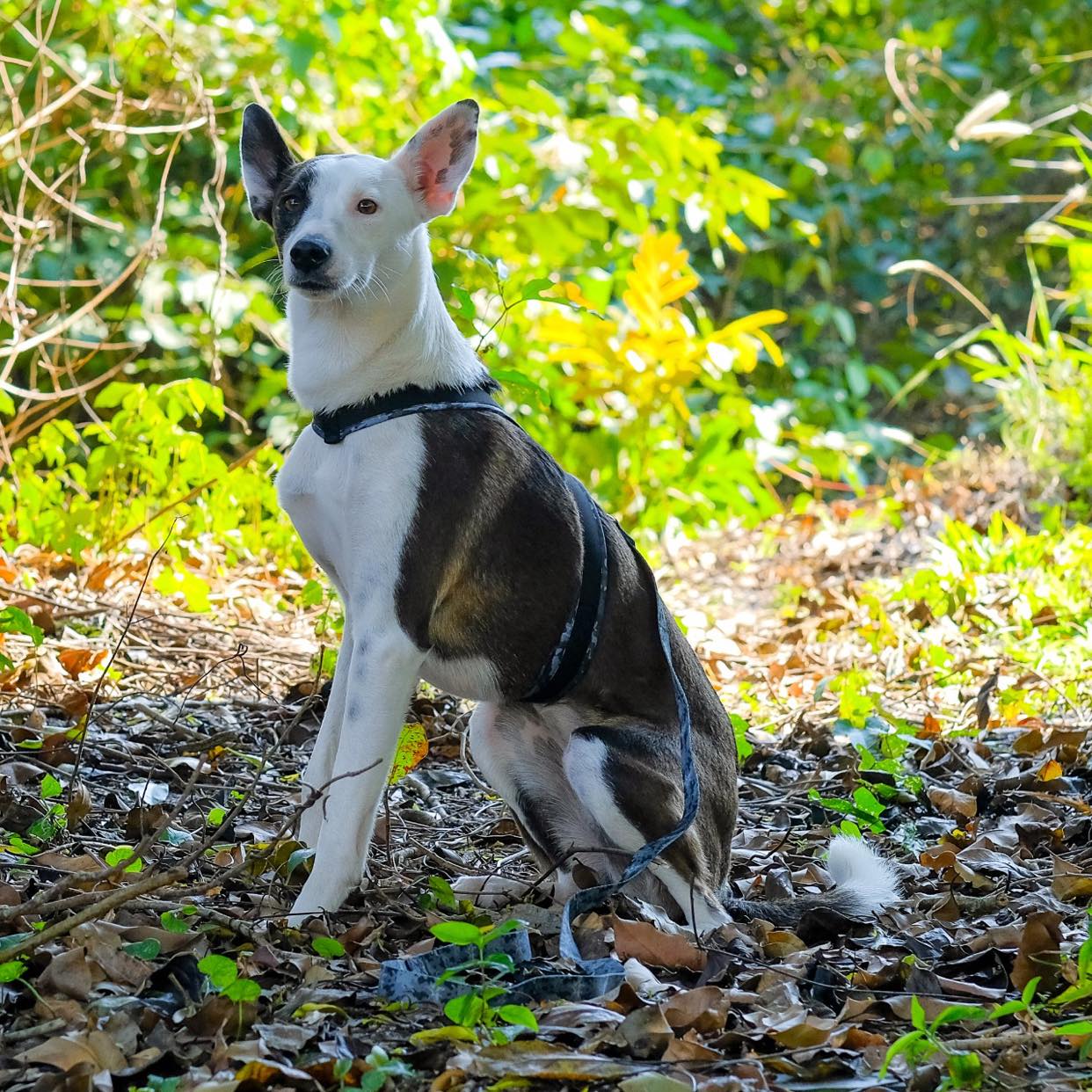 Peitoral Slim Dog King Of Dogs Army Preto PP