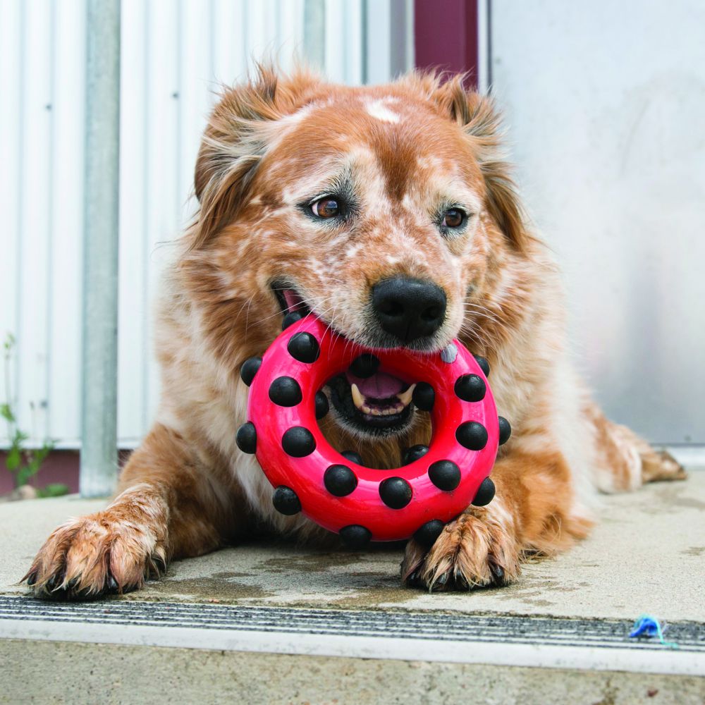 Brinquedo para Cachorro KONG Dotz Circle Pequeno