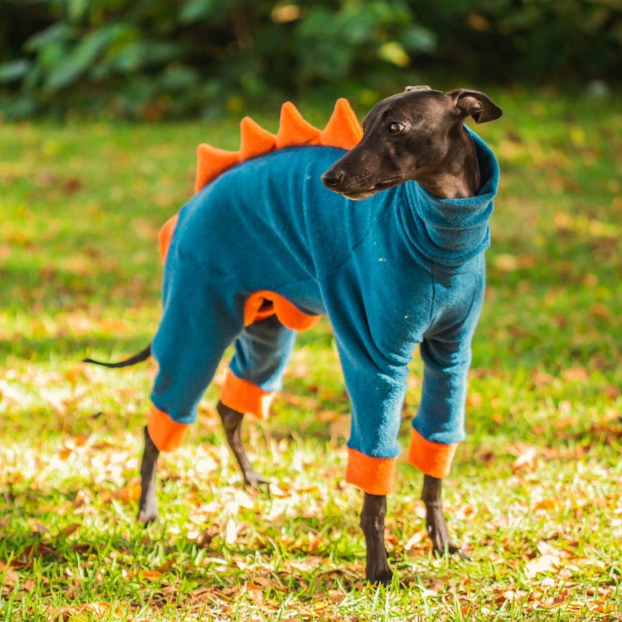 Macacão Dino para Galgo Vinho P